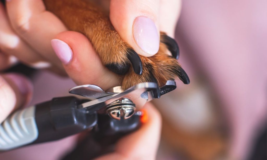 How Do You Trim a Nervous Dog's Nails Safely?