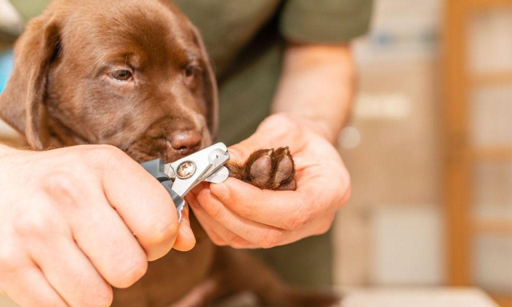 How Do You Trim a Nervous Dog's Nails Safely?
