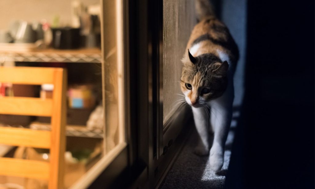 Why Do Cats Suddenly Zoom Around the House at Night?