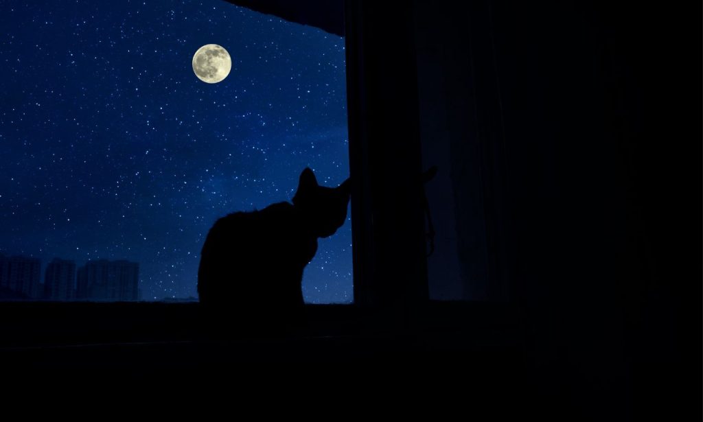 Why Do Cats Suddenly Zoom Around the House at Night?