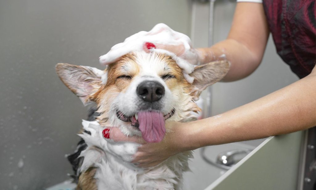How Often Should Dogs Really Be Bathed?