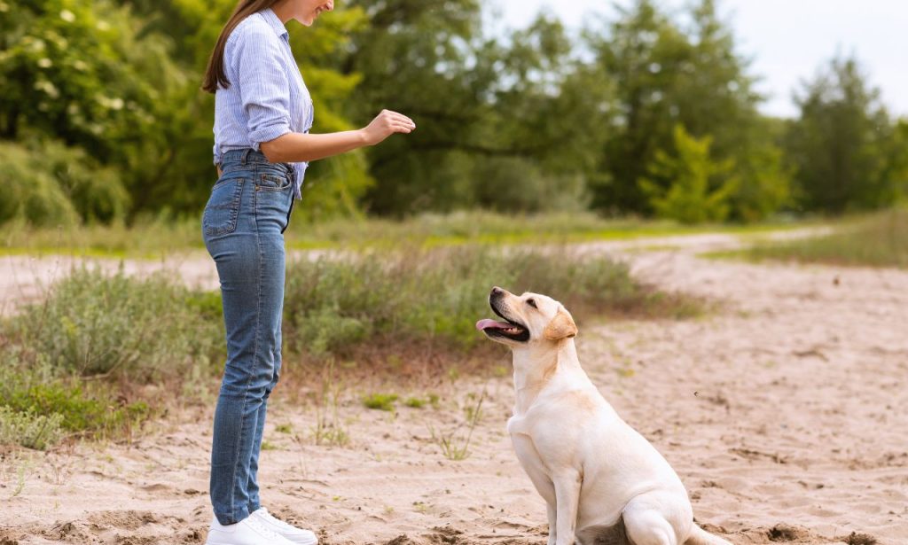 How Long Does It Take a Dog to Learn a New Command?