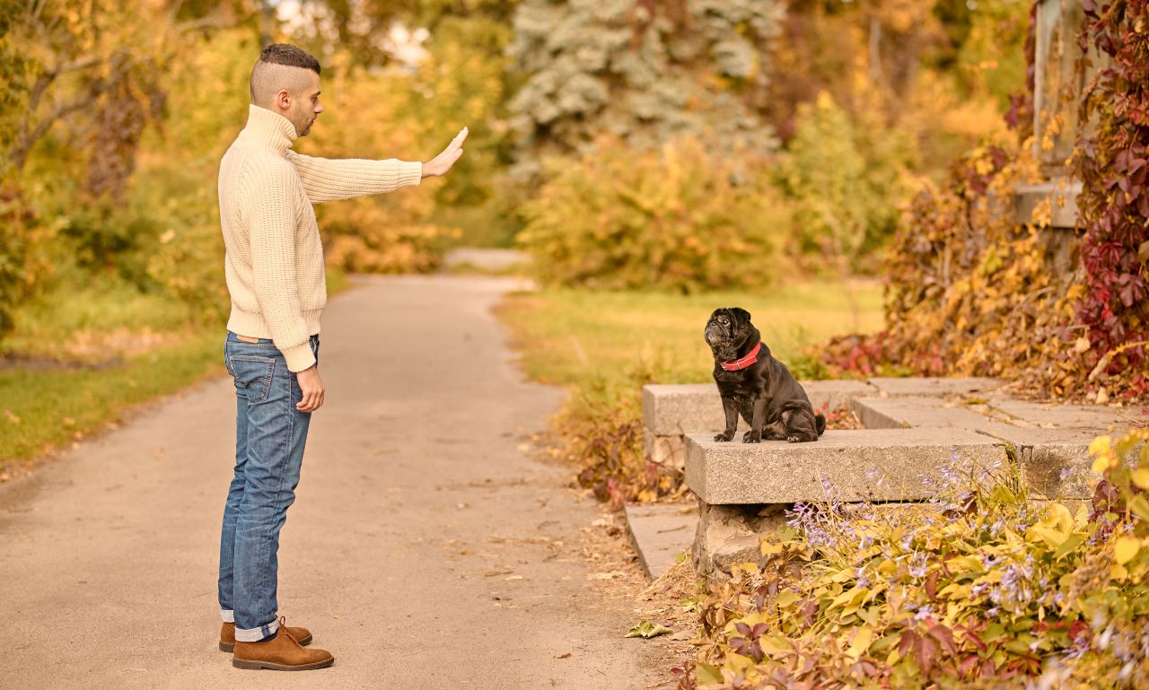 How Long Does It Take a Dog to Learn a New Command?