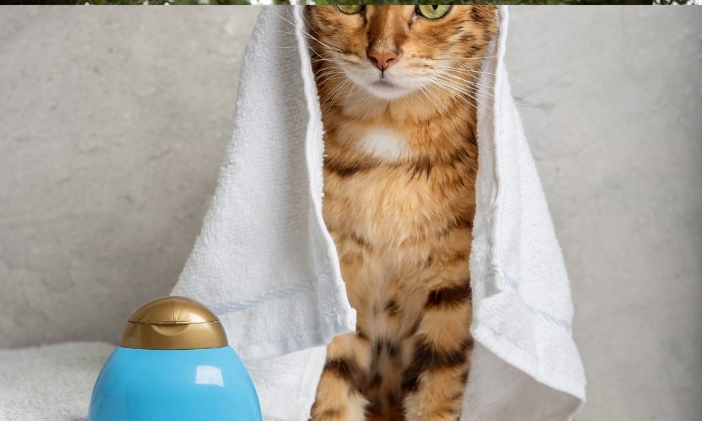 Can Human Shampoo Harm Pets?