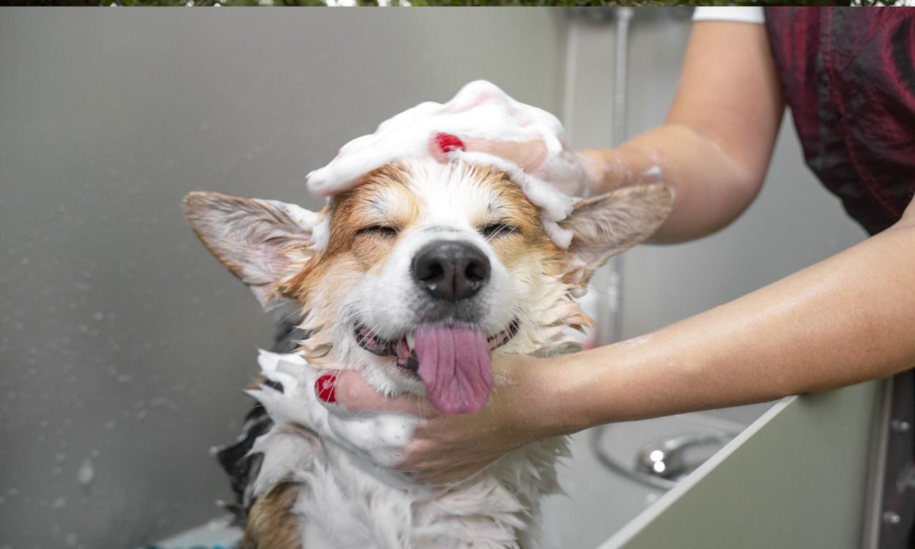 Can Human Shampoo Harm Pets?