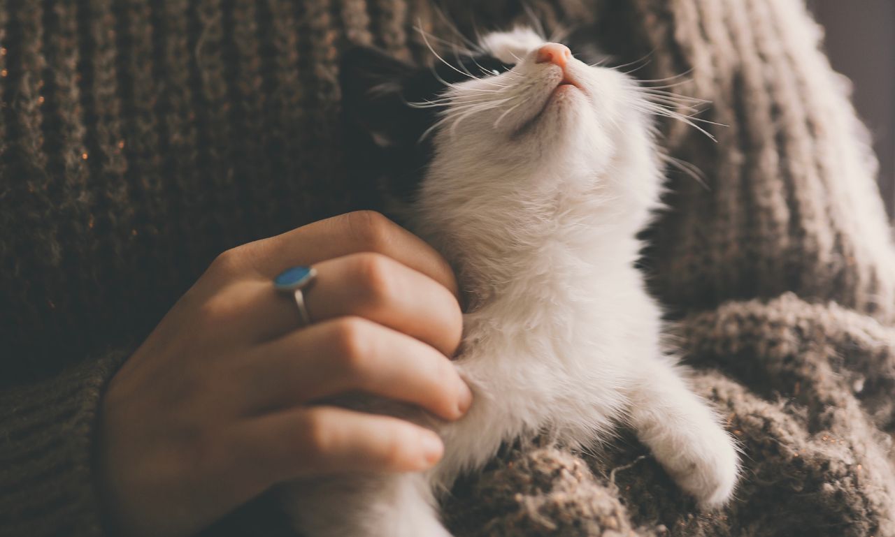How Can I Make My Home Smell Better with Pets?