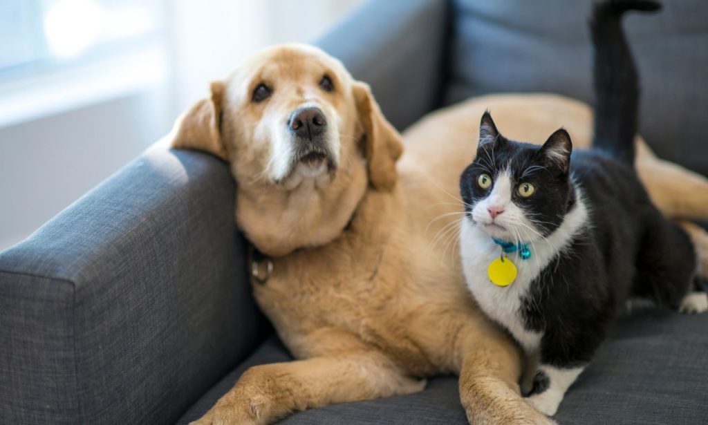 How Can I Make My Home Smell Better with Pets?