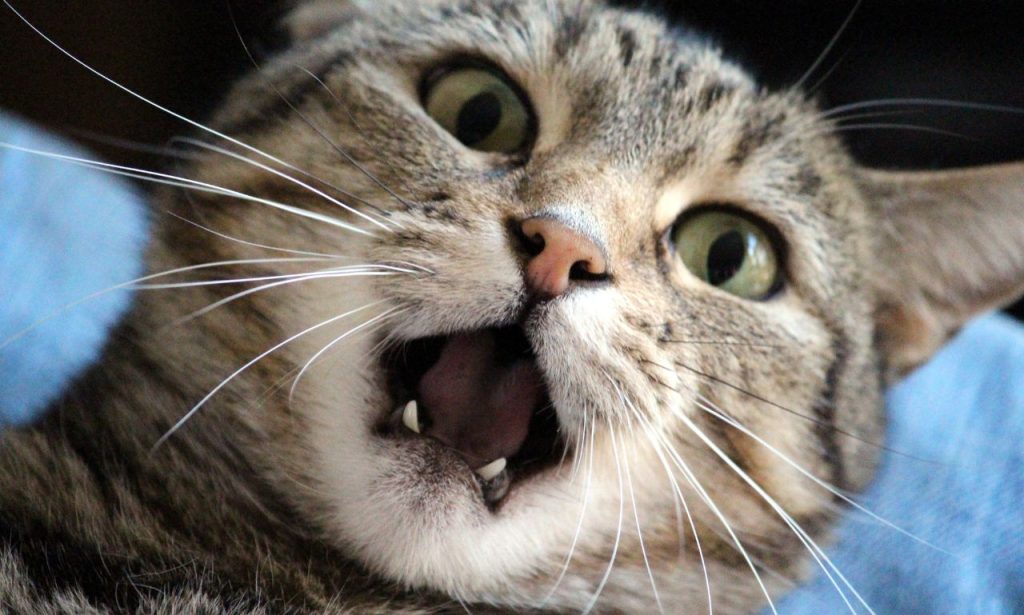 Why Does My Cat Wait Until I Leave the Room to Eat?
