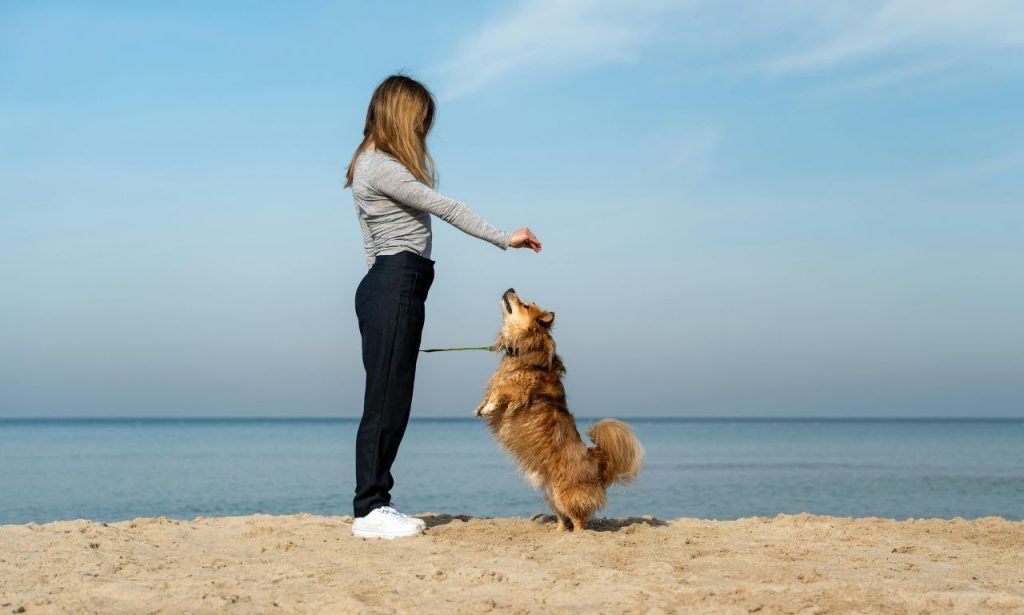 Why Do Some Dogs Learn Commands Faster Than Others?

