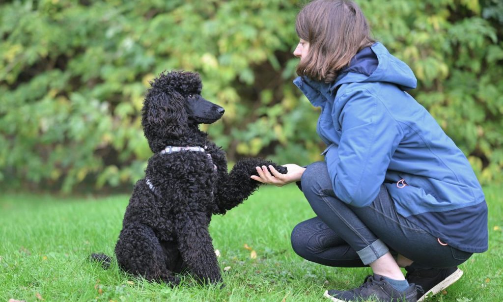 Why Do Some Dogs Learn Commands Faster Than Others?
