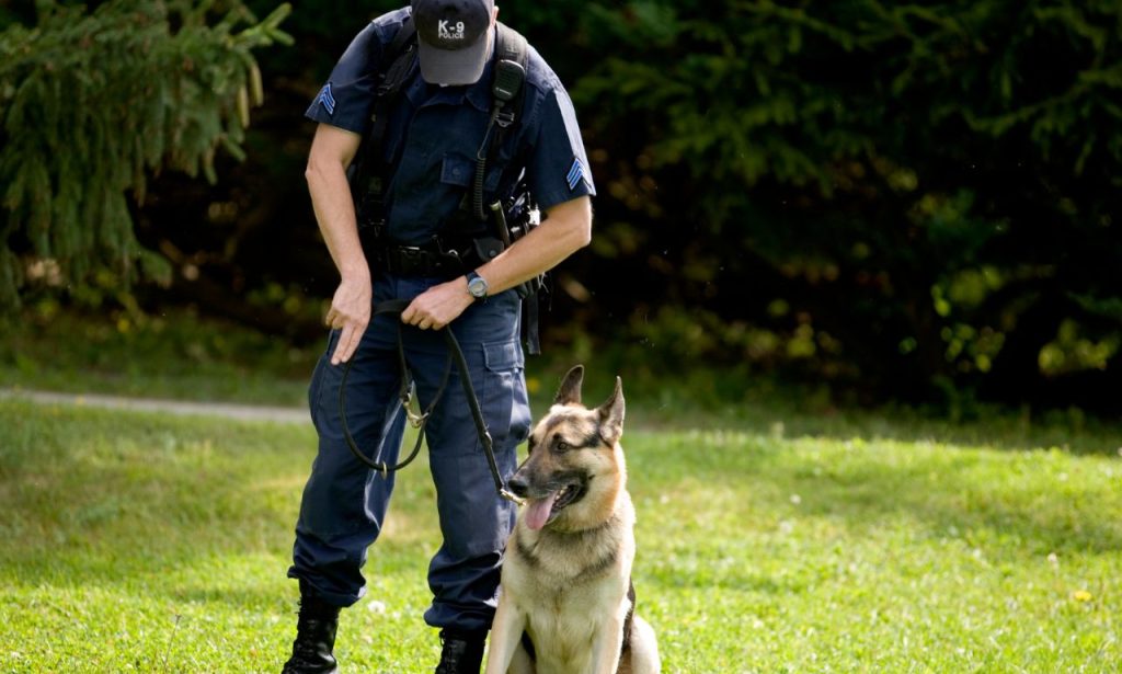 Why Do Some Dogs Learn Commands Faster Than Others?