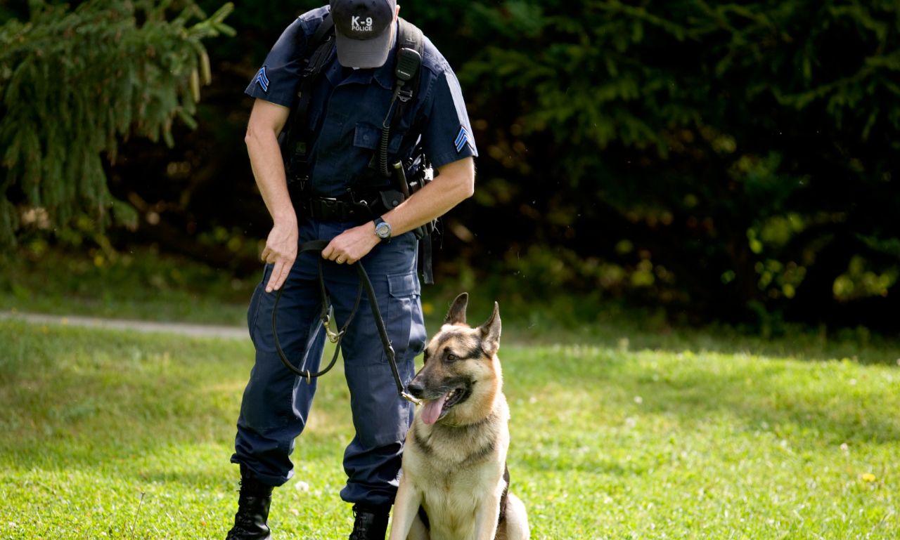 Why Do Some Dogs Learn Commands Faster Than Others?