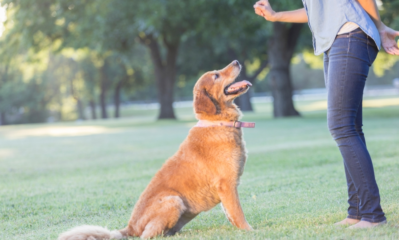 Why a Dog Can Suddenly Stop Responding Reliably to a Command It Previously Learned