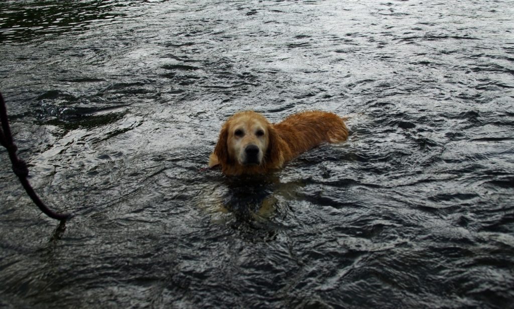 Why a Dog Can Suddenly Stop Responding Reliably to a Command It Previously Learned