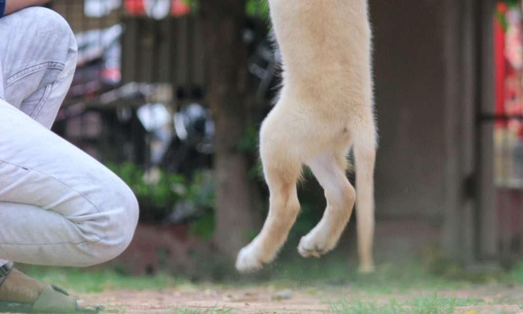 Why a Dog Can Suddenly Stop Responding Reliably to a Command It Previously Learned