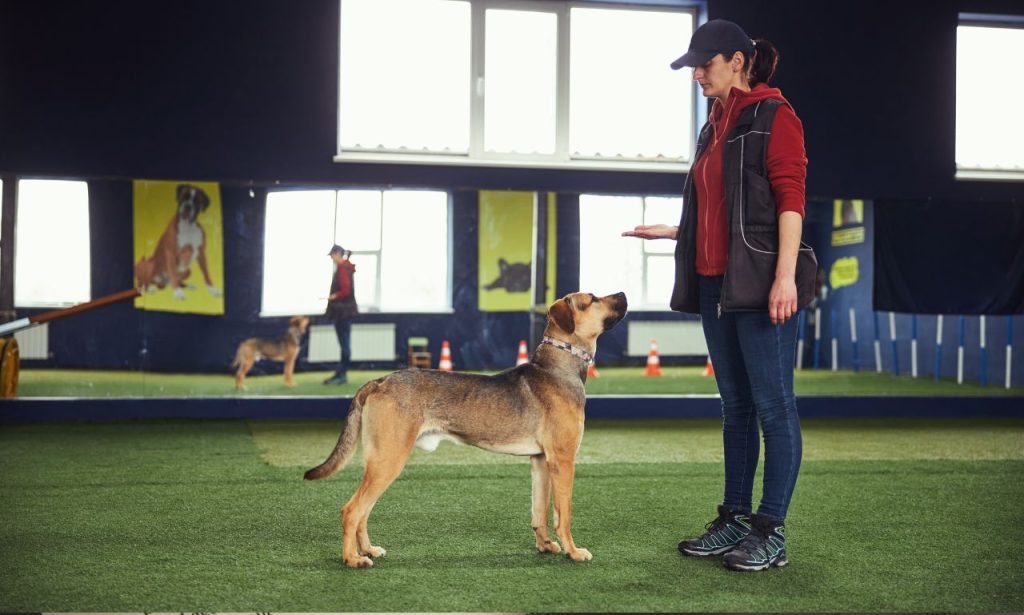 Why Do Dogs Obey Commands at Home but Ignore Them Outside?