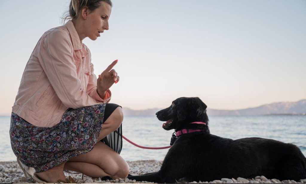 Why Do Dogs Obey Commands at Home but Ignore Them Outside?